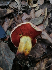 Rubroboletus