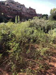 Glycyrrhiza lepidota