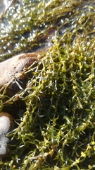 Callitriche hermaphroditica