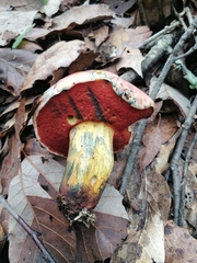 Rubroboletus