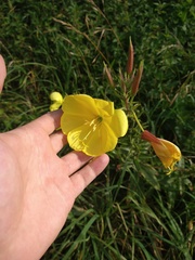 Oenothera glazioviana
