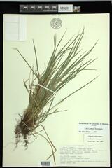 Carex jamesii