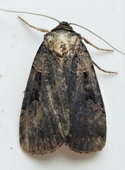 Pseudohermonassa bicarnea