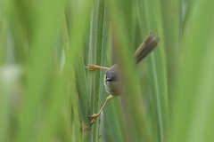 Prinia