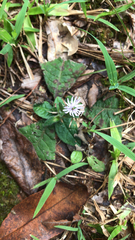 Elephantopus tomentosus