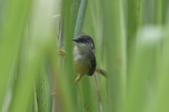 Prinia