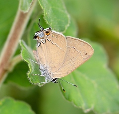 Satyrium ilavia