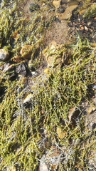 Callitriche hermaphroditica