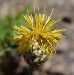 Centaurea orientalis