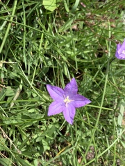 Campanula parryi