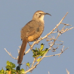 Toxostoma redivivum