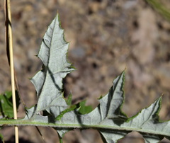 Echinops ritro ruthenicus