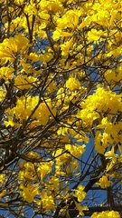 Handroanthus serratifolius