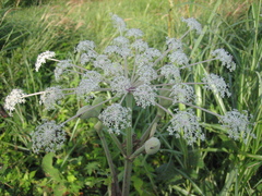 Angelica dahurica
