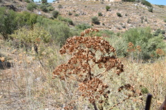 Ferula communis