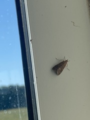 Hypena scabra
