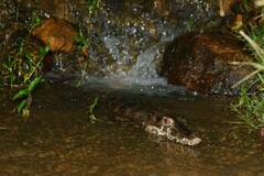 Paleosuchus trigonatus