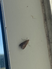 Hypena scabra