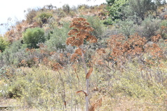 Ferula communis