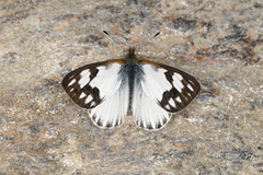 Lymanopoda nevada
