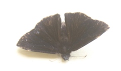 Ephyriades arcas