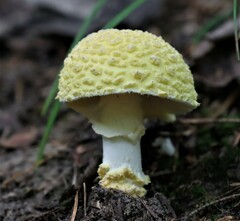 Amanita muscaria