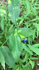 Commelina communis