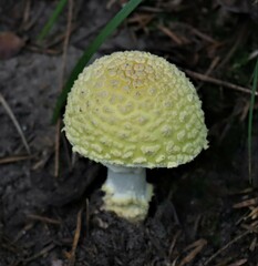 Amanita muscaria