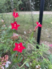 Ipomoea quamoclit