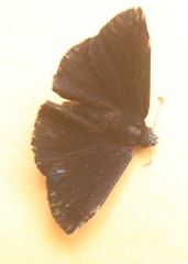 Ephyriades arcas
