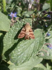Macroglossum trochilus trochilus
