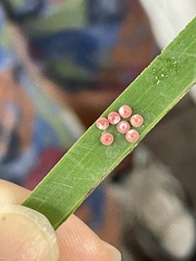 Erionota torus