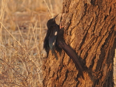 Phoeniculus damarensis