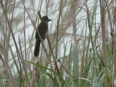 Embernagra platensis