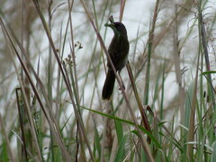 Embernagra platensis