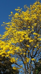 Handroanthus serratifolius