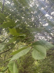 Carya texana