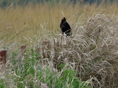 Cathartes burrovianus