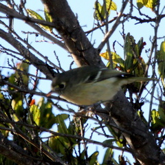 Vireo huttoni
