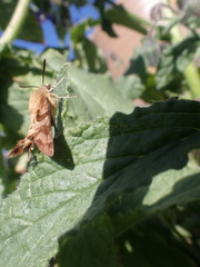 Macroglossum trochilus trochilus
