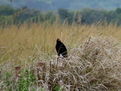 Cathartes burrovianus