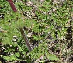 Silphiodaucus hispidus