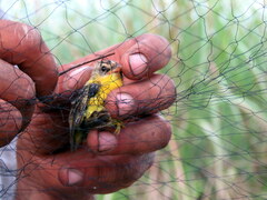 Pseudocolopteryx sclateri