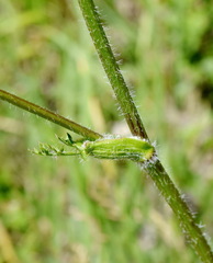 Silphiodaucus hispidus