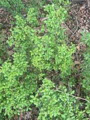 Berberis thunbergii