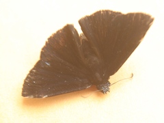 Ephyriades arcas