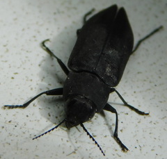 Melanophila acuminata