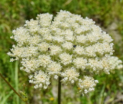 Silphiodaucus hispidus