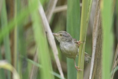Prinia