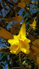 Handroanthus serratifolius